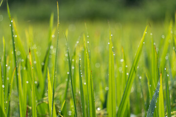 Close up to rice seeds in ear of paddy. Beautiful rice field and ear of rice. Dew drops on rice fields. Agricultural production background. In Cao Bang province, Vietnam, Asia