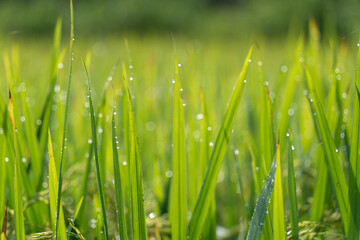 Close up to rice seeds in ear of paddy. Beautiful rice field and ear of rice. Dew drops on rice fields. Agricultural production background. In Cao Bang province, Vietnam, Asia