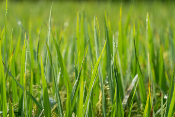 Close up to rice seeds in ear of paddy. Beautiful rice field and ear of rice. Dew drops on rice fields. Agricultural production background. In Cao Bang province, Vietnam, Asia