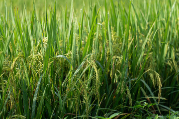 Close up to rice seeds in ear of paddy. Beautiful rice field and ear of rice. Dew drops on rice fields. Agricultural production background. In Cao Bang province, Vietnam, Asia