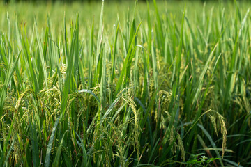 Close up to rice seeds in ear of paddy. Beautiful rice field and ear of rice. Dew drops on rice fields. Agricultural production background. In Cao Bang province, Vietnam, Asia