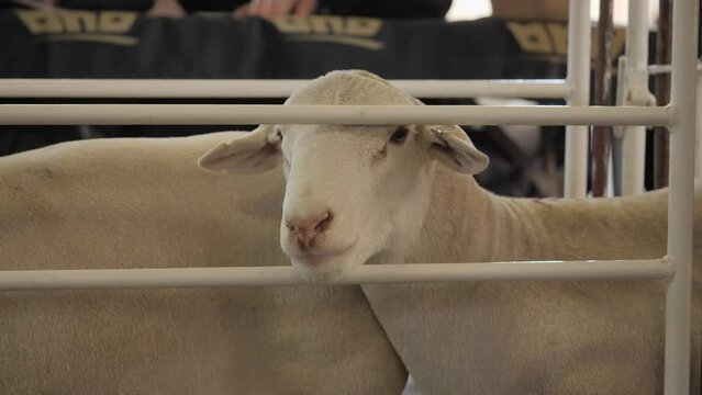Cute face: White Dorper sheep peers out from holding pen at public auction