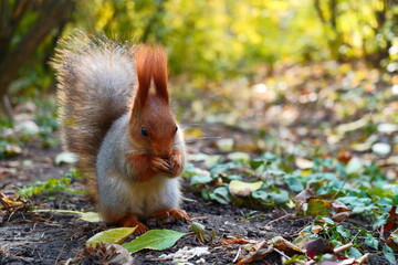 A gray squirrel in an autumn park eats a nut on the ground.