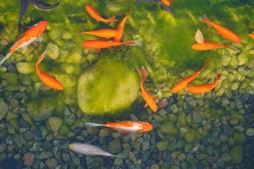 Foto op Canvas White and red koe fish in the pond next to the algae. View from the top © selty