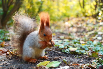 A gray squirrel sits in the sun on the ground and eats. Autumn view.