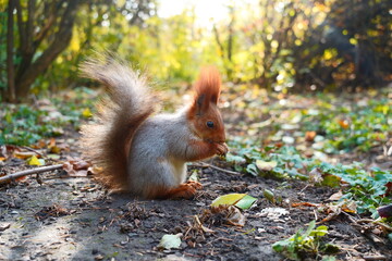 Naklejka na ściany i meble A wild squirrel in the park sits on the ground and eats. Side view