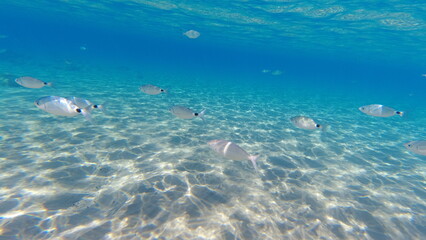 Underwater world on Crete in October 2023