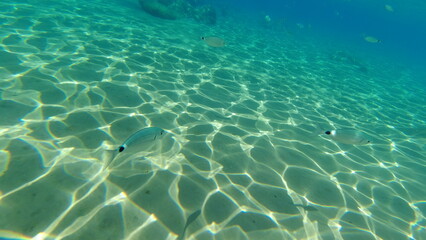 Underwater world on Crete in October 2023