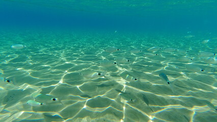 Underwater world on Crete in October 2023