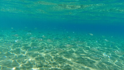 Naklejka na ściany i meble Underwater world on Crete in October 2023
