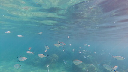 Underwater world on Crete in October 2023