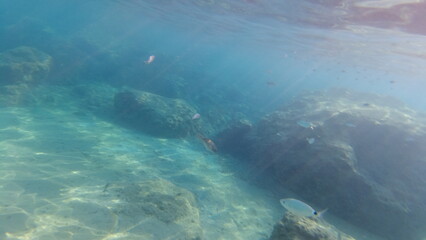 Naklejka na ściany i meble Underwater world on Crete in October 2023