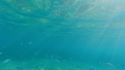 Underwater world on Crete in October 2023