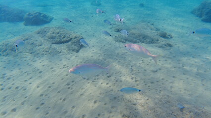 Obraz premium Underwater world on Crete in October 2023