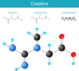 Creatine molecule. molecular chemical structural formula and model