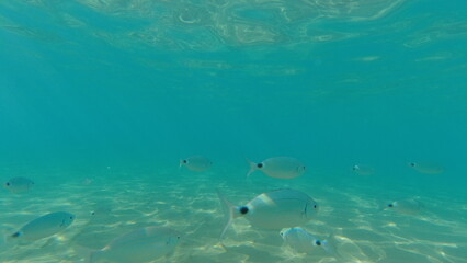 Underwater world on Crete in October 2023