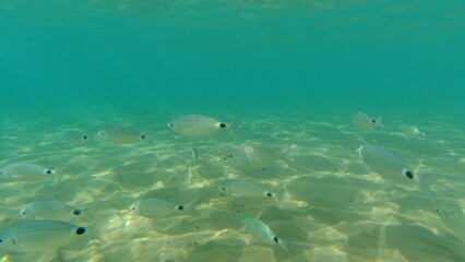 Obraz premium Underwater world on Crete in October 2023