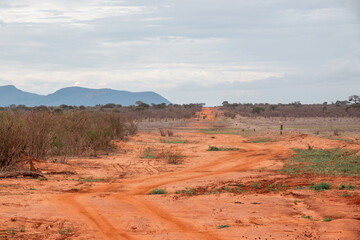 A dirt road in the wild at Tsavo East National Park, Kenya