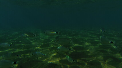 Fototapeta premium Underwater world on Crete in October 2023