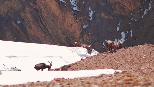 Closeup shot of Herd of wild Ibex Himalayan mountain goats grazing on top of the mountain valley during the winter season near Chicham village in Spiti Valley, Himachal Pradesh, India.