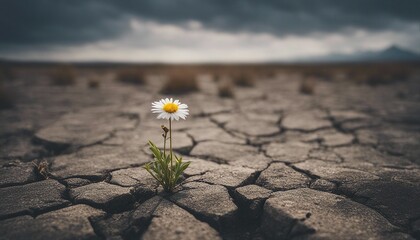  lone flower in a barren cracked wasteland - obrazy, fototapety, plakaty