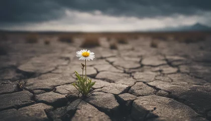 Fotobehang  lone flower in a barren cracked wasteland © Crimz0n