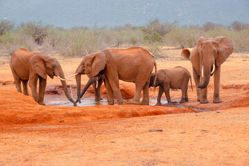 A herd of Elephants at a watering hole in Tsavo East National Park, Kenya