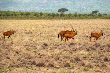 A herd of Fringe-eared oryx in the wild at Tsavo East National Park, Kenya