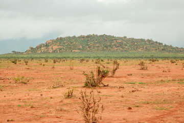 Fototapeta na wymiar A panoramic view of savannah grassland with acacia trees growing in the wild at Tsavo East National Park, Kenya