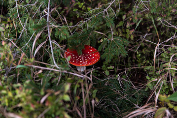 isolated red fly amanita on grass in fall
