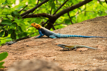 A male and a female agama lizard in the wild at Tsavo East National Park, Kenya