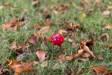 isolated red fly amanita on grass in fall