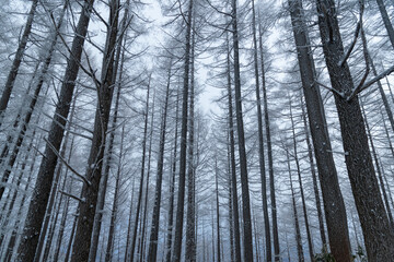 霧氷するカラマツの森