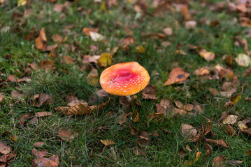 isolated red fly amanita on grass in fall