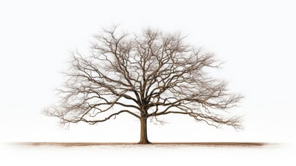essence of winter with compelling stock images of a tree without leaves, symbolizing the tranquility of the season. Ideal for winter landscapes, seasonal concepts, and minimalistic designs. - obrazy, fototapety, plakaty
