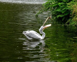 the pelican looks at something in its mouth and swimming