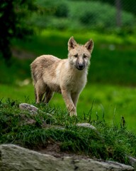 a wolf is walking on the grass near a log and some trees