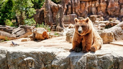 Captive brown bear sitting in his den with a pigeon walking near him