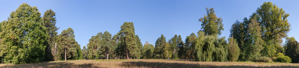Big glade in park with trees on distant her edge