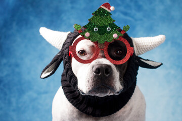 A mixed dog in a dragon hat with horns and Christmas glasses. Coming year 2024, American Staffordshire Terrier