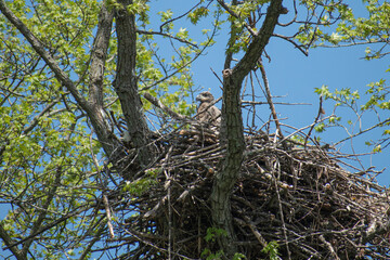 baby bald eagle in a nest