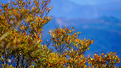 秋の紅葉した紅葉と青空