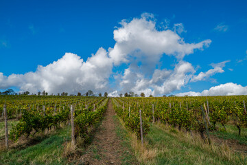 ciel bleu et nuages au dessus des vignes d' Auvergne Rhône Alpes 