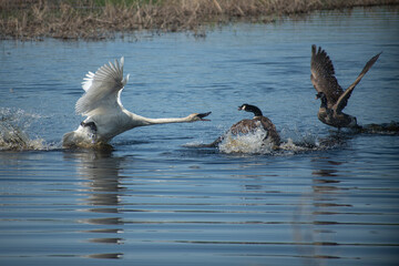 swan attacking goose