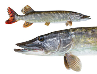 Naklejka premium Fishing transparent background. Isolated Pike predator. 