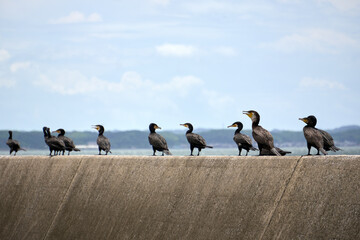 防波堤で休む海鳥の群れ