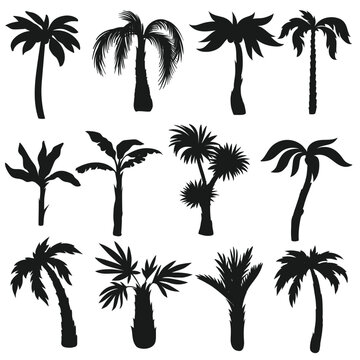 
Palm trees silhouettes

