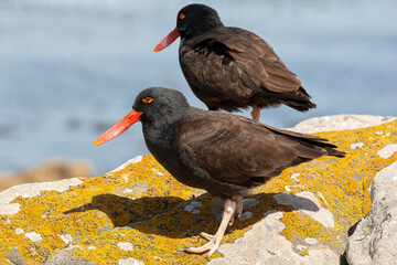 Blackish Oystercatcher pair together