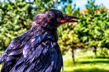 A black rook chick sits on a tree branch...