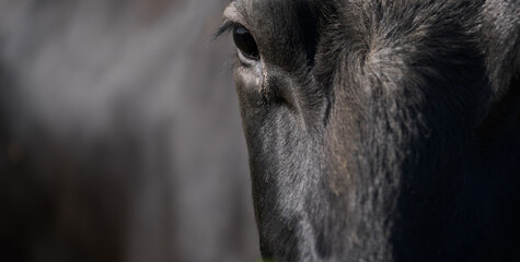 Front view of a part of the face of a black cow. Focus on the eye and eyelashes. Left space for...